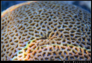 Abstract view of an hard-coral with the sunlight playing ... by Rico Besserdich 